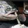 FlyingCocaineSalmon ❄️ 🐟 🪽 profil fotoğrafı