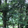 からびな profil fotoğrafı