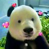 うちわわ 的头像