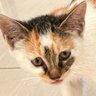 Catap's profile picture