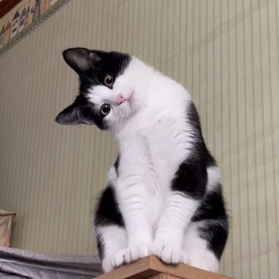 homielemon's profile picture