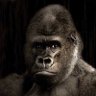 ゴリ profil fotoğrafı