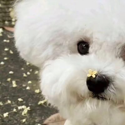 มูจิว's profile picture