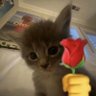 mammee's profile picture