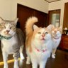 猫のお吸い物 profil fotoğrafı