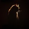 Profilbild von ND