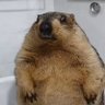 Papa Marmot 的头像