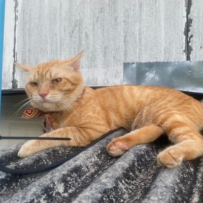 cattopmodel9's profile picture