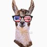 Profilbild von LlamaMamma