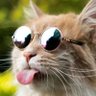 Peanut profil fotoğrafı
