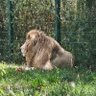 Фото профиля Lion