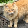 おしゃま's profile picture