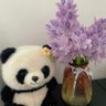 Chunyijie profil fotoğrafı