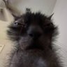 Фото профиля коточеликс