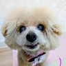 あんず's profile picture