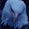 Goldfish's profile picture