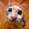 zein's profile picture