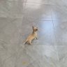Tigre profil fotoğrafı