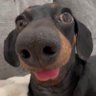 Profilbild von Cachorro Falador