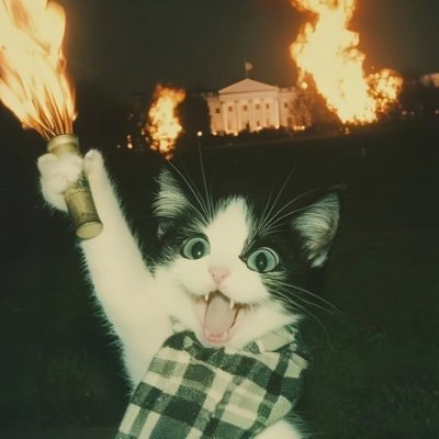 Catology's profile picture