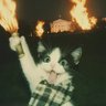 Catology's profile picture
