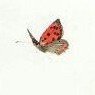 Georgi Tchobanov's profile picture