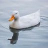 Фото профиля ducky king