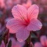 Фото профиля FloralAura✨✨