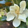 Фото профиля Magnolia