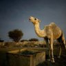 محمد الكثيري profil fotoğrafı