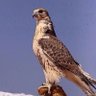الشايف profil fotoğrafı