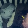 jimothée chalamet's profile picture