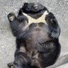 Profilbild von American Mutt