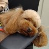Tカス(・ω・)'s profile picture