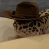 Profilbild von moosh