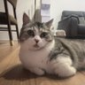Profilbild von トロロ