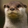 Otter Romanoff's profile picture