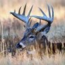 Larry Smith's profile picture