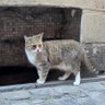 bloomance profil fotoğrafı