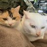 ミーちゃん profil fotoğrafı
