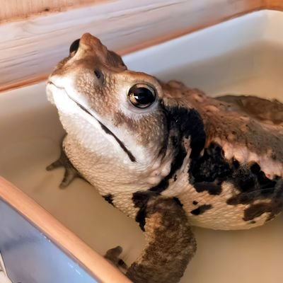 amefkuseiya's profile picture