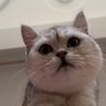 Profilbild von HU