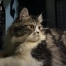 Guthred profil fotoğrafı