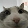 Dr Diet Thunder's profile picture