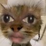 Jovy's profile picture