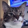 Profilbild von Hamed