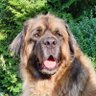 Beardog's profile picture