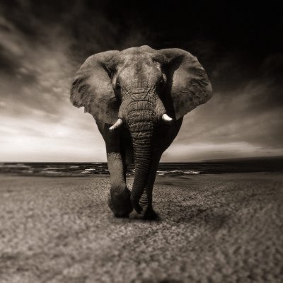 komban's profile picture