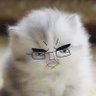 🏴☠️Linguini Rex 🏴☠️ profil fotoğrafı
