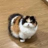 جان فدا میهن 👑's profile picture